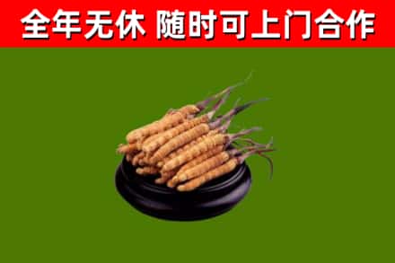 隆化回收冬虫夏草